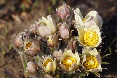 Pulsatilla orientali-sibirica