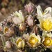 Pulsatilla orientali-sibirica - Photo (c) ellie_pate, algunos derechos reservados (CC BY-NC)