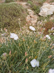 Convolvulus cantabrica