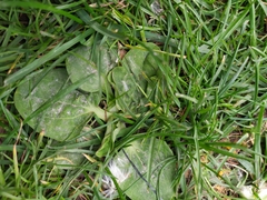 Plantago major