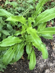 Eryngium hookeri