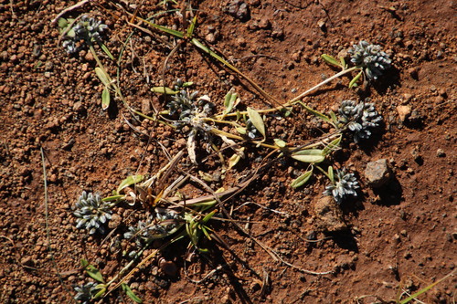 Image of Limeum arenicola by (c) Tony Rebelo, some rights reserved (CC BY-SA)