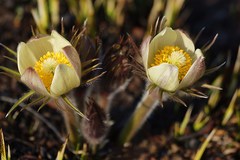 Pulsatilla orientali-sibirica