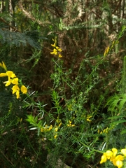 Genista triacanthos