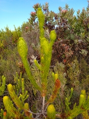 Erica viscaria