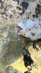 Nerita versicolor