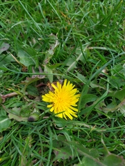 Taraxacum officinale