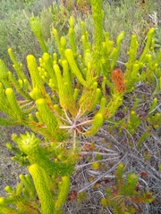 Erica viscaria