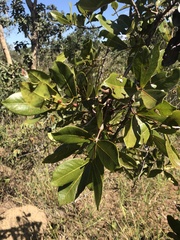 Psidium salutare pohlianum