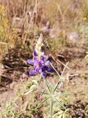 Lupinus altimontanus