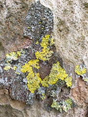 Xanthoria parietina