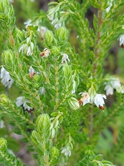 Erica lehmannii