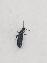 Philonthus decorus