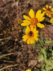 Astylus vittaticollis