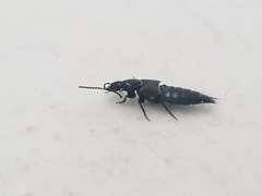 Philonthus decorus