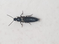 Philonthus decorus