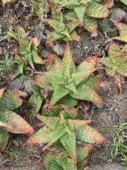Aloe grandidentata