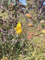 Cochlospermum regium