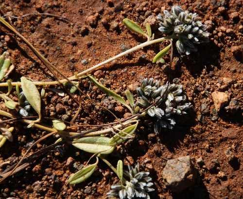 Sandy Lizardfoot (Limeum arenicola)
