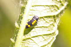 Ptosima gibbicollis