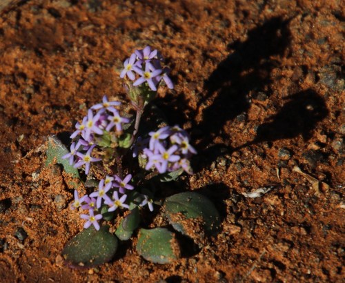 Image of Manulea fragrans by (c) Tony Rebelo, some rights reserved (CC BY-SA)