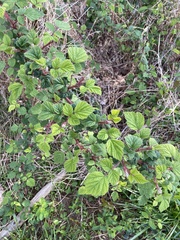 Rubus phoenicolasius
