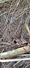 Bombus terrestris