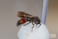 Dasymutilla arenerronea