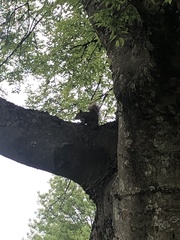 Sciurus carolinensis