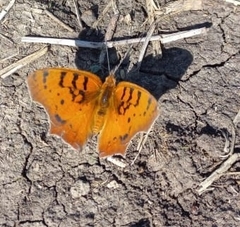 Catacroptera cloanthe