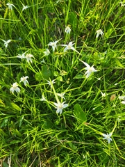 Rhynchospora latifolia