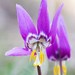 Siberian Fawn Lily - Photo (c) Alexander Popov, some rights reserved (CC BY-NC), uploaded by Alexander Popov