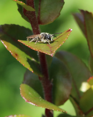 Andrena miserabilis