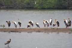 Mycteria leucocephala