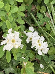 Exochorda