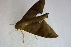 Pachylioides resumens