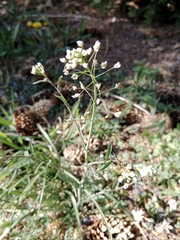 Capsella bursa-pastoris