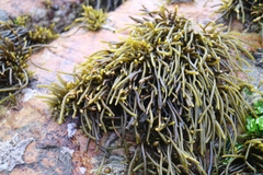 Brassicophycus sisymbrioides