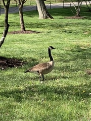 Branta canadensis