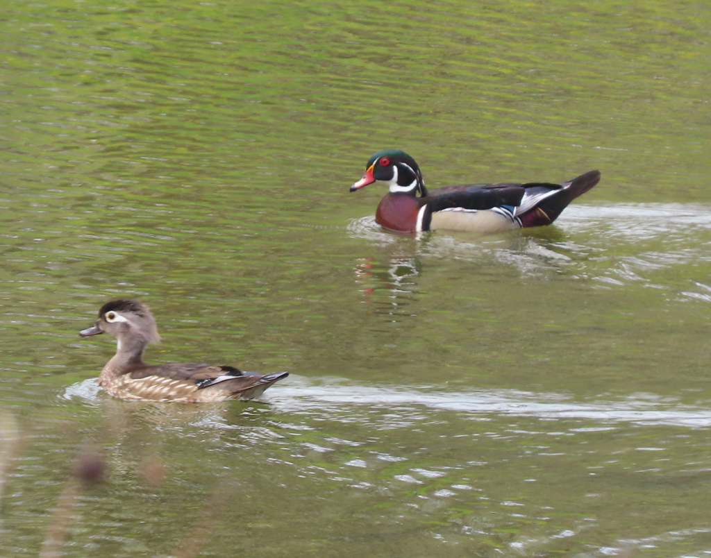 wood-duck-waterfowl-of-ontario-inaturalist