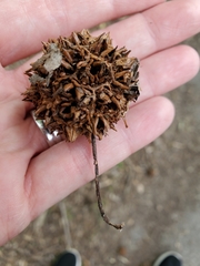 Liquidambar styraciflua