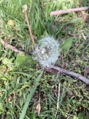 Taraxacum