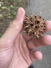 Liquidambar styraciflua