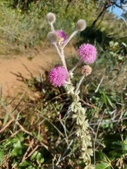 Mimosa lanuginosa