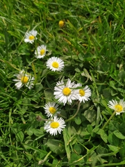 Bellis perennis