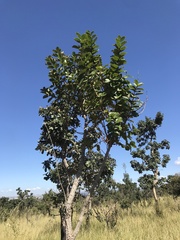 Aegiphila integrifolia