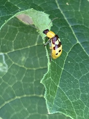 Paranapiacaba connexa