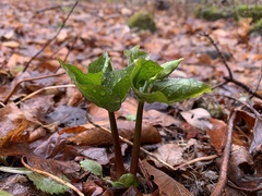 Trillium erectum