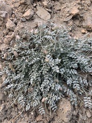 Astragalus mohavensis