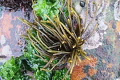 Brassicophycus sisymbrioides